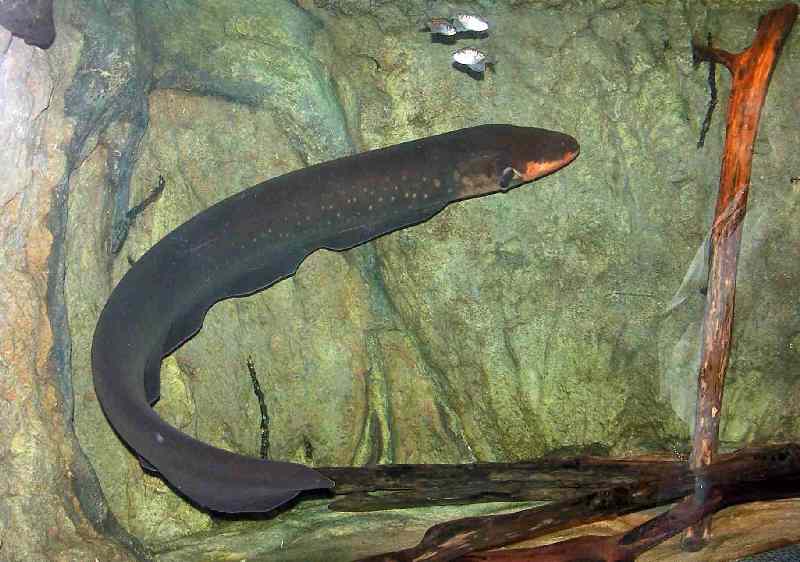 Electric Eel